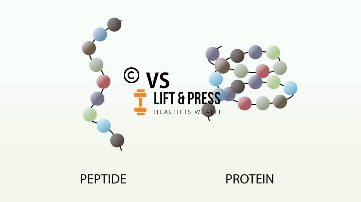 peptides molecular structure 